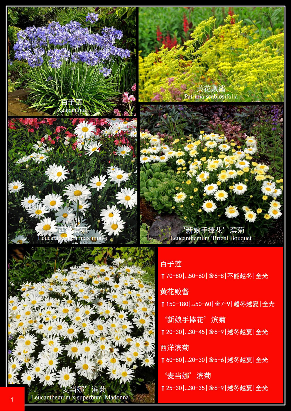 彩卉园林花卉品种目录2022-2023_03a.jpg