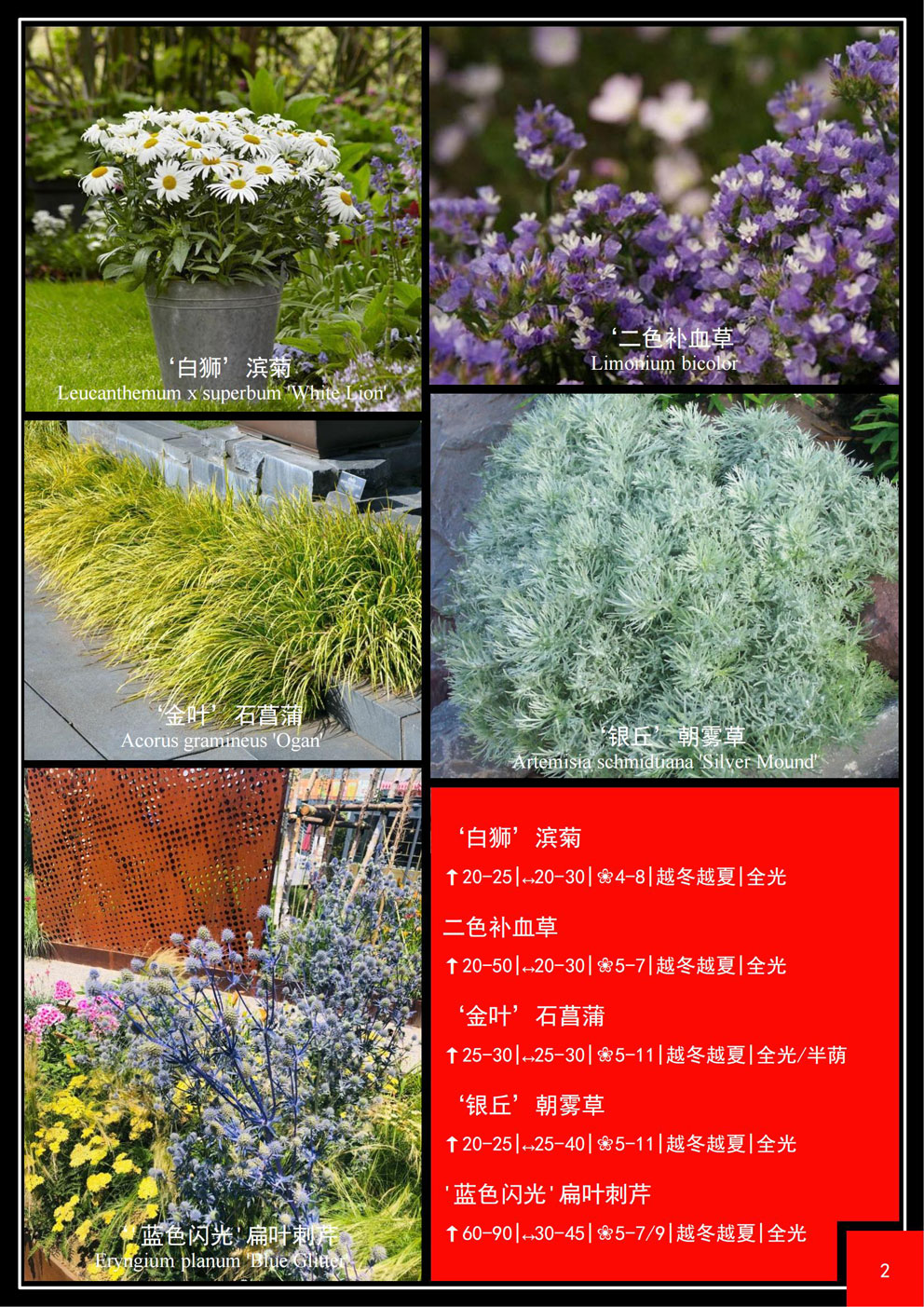 彩卉园林花卉品种目录2022-2023_04a.jpg