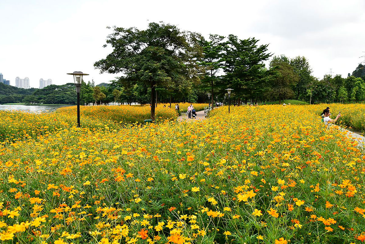 硫华菊20220207007a.jpg