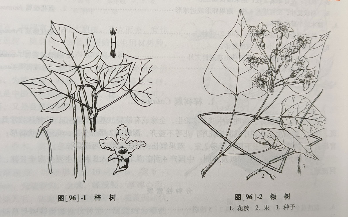 梓树中国树木学第2版766页b.jpg