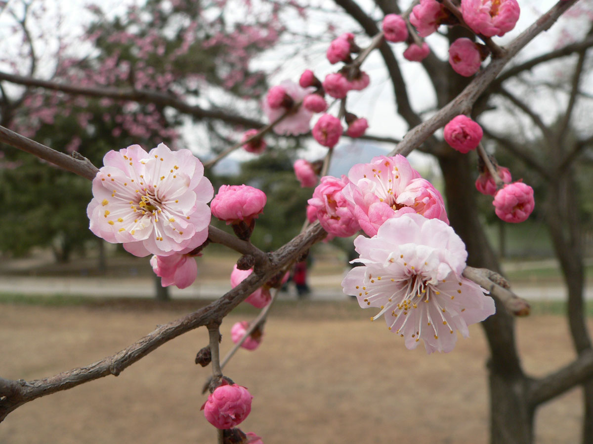 060401辽梅山杏03a.jpg