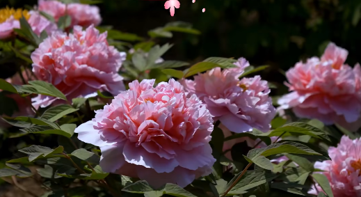 1783910740522321.png ScreenShot_2026-07-13_104314_123.png